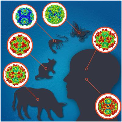 Editorial: Parvoviruses: from basic research to biomedical and biotechnological applications